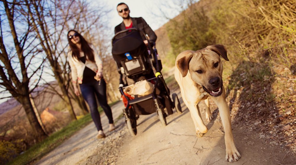 Family with two adults, a baby in a pram and a dog